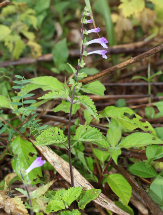 The Perfect Herb for Flu Season & Beyond