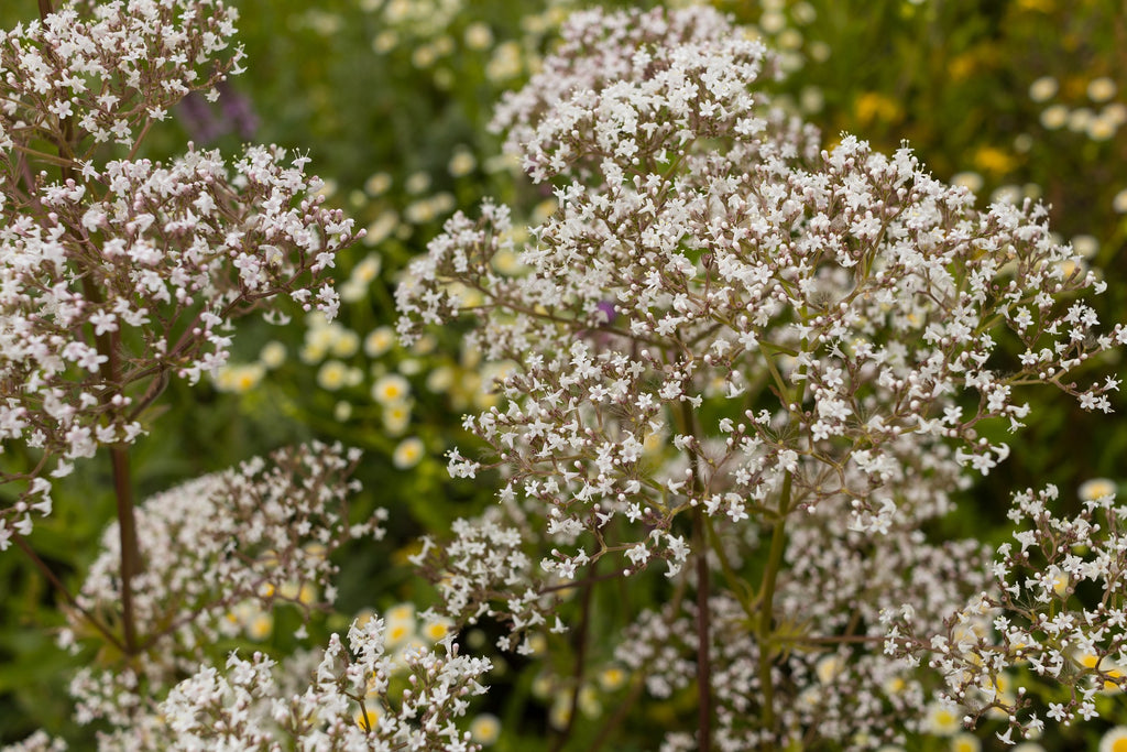 The Power of Valerian