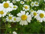 German Chamomile (Matricaria recutita)