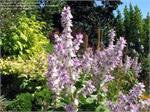 Clary Sage (Salvia sclarea)