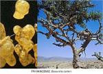 Frankincense (Boswellia carterii)