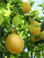 Lemon Essential oil (Citrus limon)