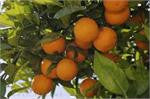 Orange-sweet (Citrus sinensis)