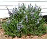 Rosemary (Rosmarinus officinalis 1.8 cineol)