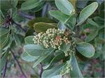 Sandalwood (Santalum paniculatum)