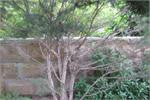 Tea Tree (Melaleuca alternifolia)