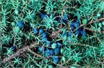 Juniper Berry (Juniperus communis)